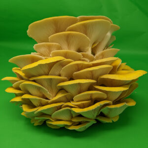 golden-oyster-1-300x300